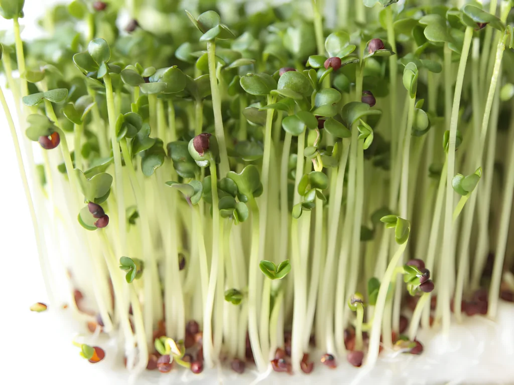 Image of Broccoli Microgreens.