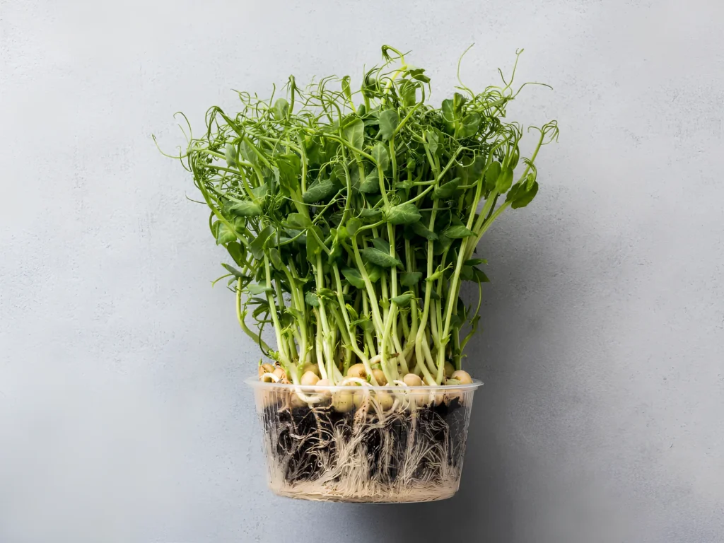 Image of Dunn pea microgreens.