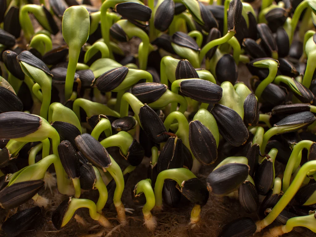 Image of Sunflower Microgreens.