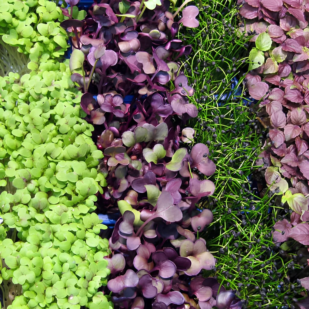 Image of microgreens.