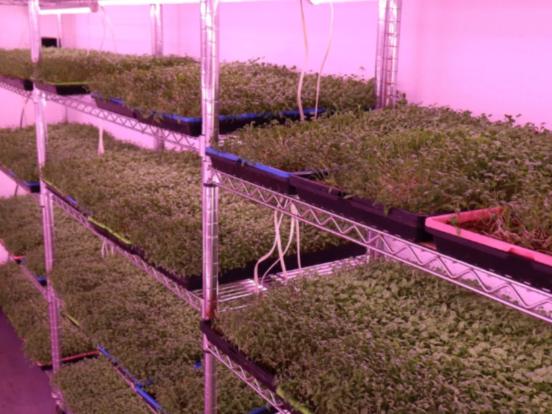 Image of microgreens ready to harvest.